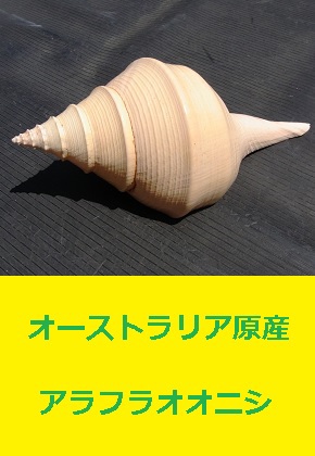 アラフラオオニシ　オーストラリア　巻貝